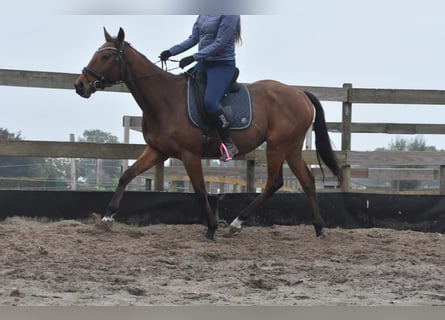 Altre razze, Castrone, 5 Anni, 158 cm, Baio