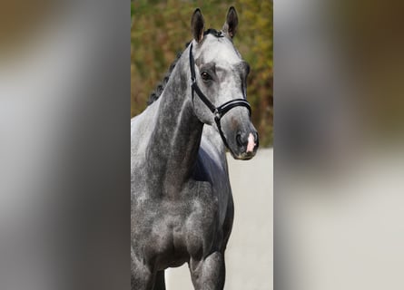 Altre razze, Castrone, 5 Anni, 160 cm, Grigio ferro