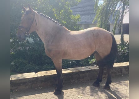 Altre razze, Castrone, 5 Anni, 165 cm, Falbo baio