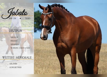 Altre razze, Castrone, 5 Anni, 168 cm, Baio