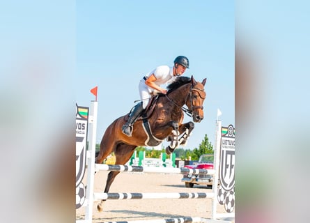 Altre razze, Castrone, 5 Anni, 168 cm, Baio ciliegia
