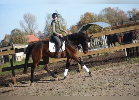 Altre razze, Castrone, 5 Anni, 170 cm, Baio