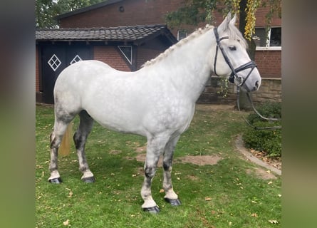 Altre razze, Castrone, 6 Anni, 155 cm, Grigio