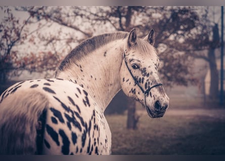 Altre razze, Castrone, 6 Anni, 155 cm, Leopard