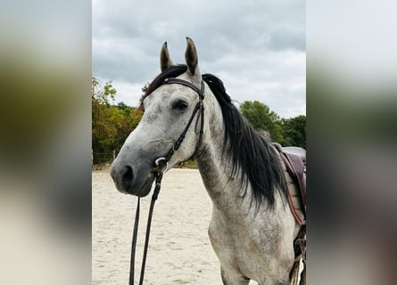 Altre razze, Castrone, 6 Anni, 158 cm, Grigio