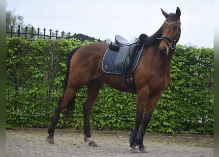 Altre razze, Castrone, 6 Anni, 160 cm, Baio
