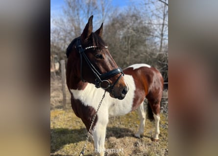 Altre razze, Castrone, 7 Anni, 142 cm, Pezzato