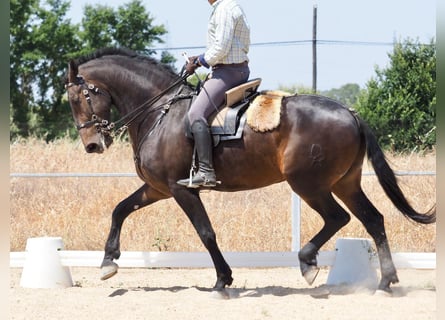 Altre razze, Castrone, 7 Anni, 170 cm, Baio