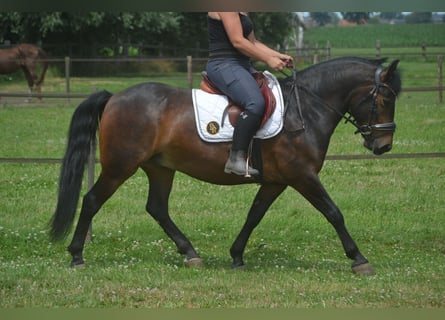 Altre razze, Castrone, 8 Anni, 140 cm, Baio