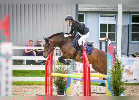 Altre razze, Castrone, 8 Anni, 140 cm