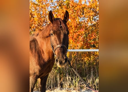 Altre razze, Castrone, 8 Anni, 142 cm, Sauro scuro