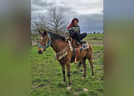 Altre razze, Castrone, 8 Anni, 157 cm, Baio