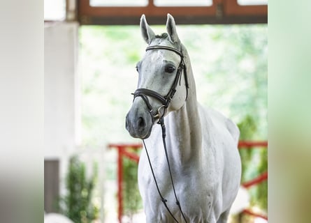 Altre razze, Castrone, 8 Anni, 171 cm, Grigio
