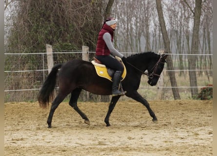 Altre razze Mix, Castrone, 9 Anni, 150 cm, Morello