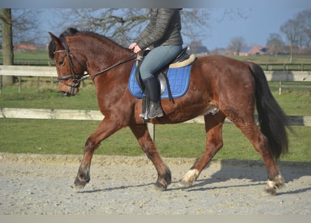 Altre razze, Castrone, 9 Anni, 151 cm, Baio