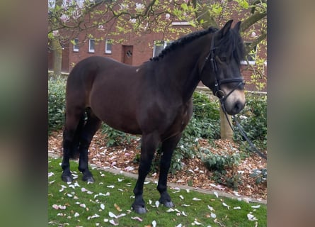 Altre razze, Castrone, 9 Anni, 155 cm, Baio