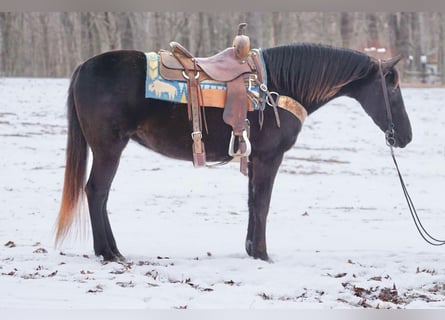 Altre razze, Giumenta, 10 Anni, 142 cm, Baio scuro