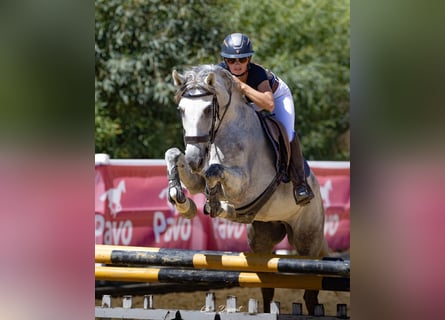 Altre razze, Giumenta, 10 Anni, 157 cm, Grigio