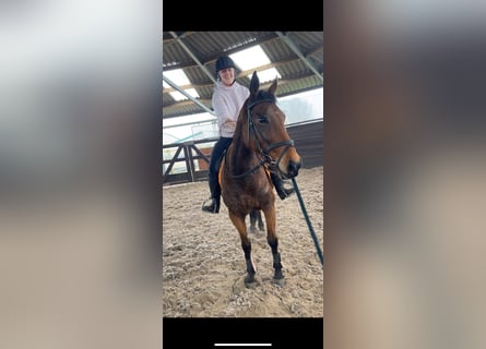 Altre razze, Giumenta, 12 Anni, 160 cm