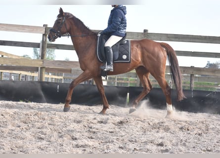 Altre razze, Giumenta, 13 Anni, 158 cm, Sauro