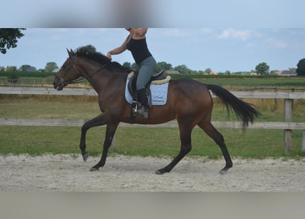 Altre razze, Giumenta, 14 Anni, 160 cm, Baio