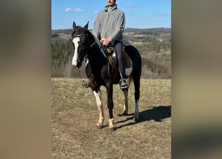 Altre razze Mix, Giumenta, 15 Anni, 152 cm, Pezzato