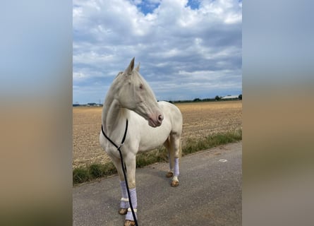 Altre razze, Giumenta, 16 Anni, 155 cm, Cremello