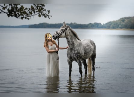 Altre razze Mix, Giumenta, 16 Anni, 156 cm, Grigio