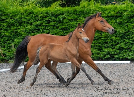 Altre razze, Giumenta, 1 Anno, 155 cm, Baio ciliegia