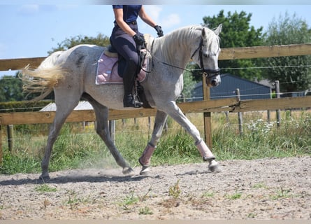 Altre razze, Giumenta, 20 Anni, 162 cm, Grigio
