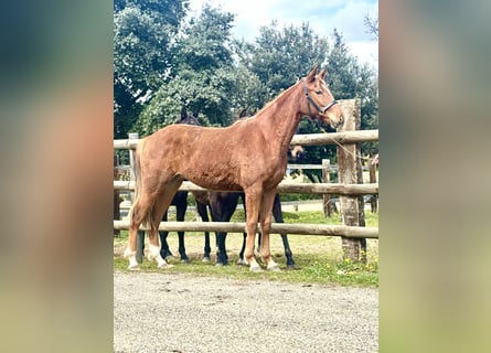 Altre razze, Giumenta, 2 Anni, 165 cm, Sauro