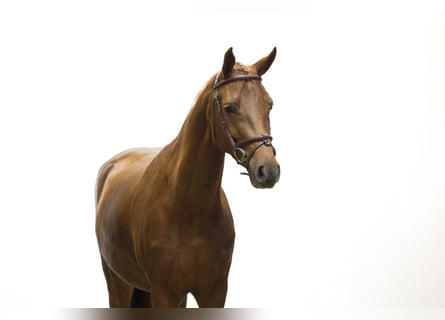 Altre razze, Giumenta, 3 Anni, 149 cm, Sauro scuro