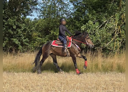 Altre razze, Giumenta, 3 Anni, 152 cm, Baio