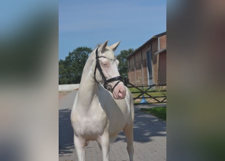 Altre razze, Giumenta, 3 Anni, 154 cm, Cremello