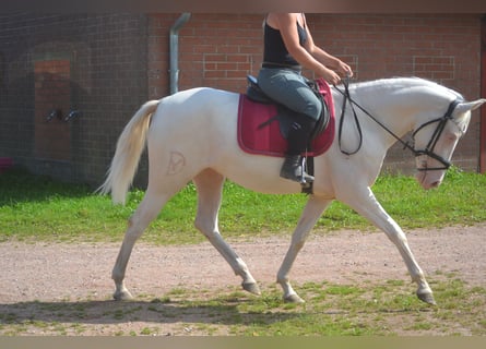 Altre razze, Giumenta, 3 Anni, 154 cm, Cremello