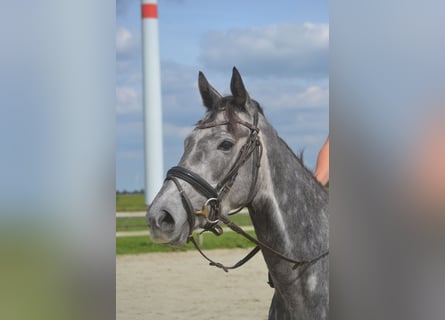 Altre razze, Giumenta, 3 Anni, 157 cm, Grigio