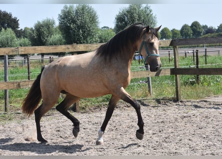 Altre razze, Giumenta, 3 Anni, 158 cm, Pelle di daino