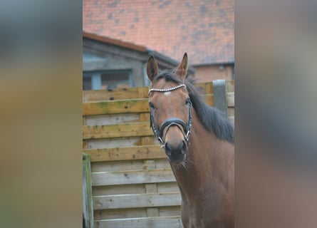 Altre razze, Giumenta, 3 Anni, 160 cm, Baio