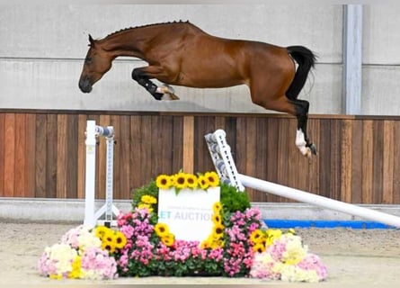 Altre razze, Giumenta, 3 Anni, 167 cm