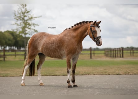 Altre razze, Giumenta, 4 Anni, 116 cm