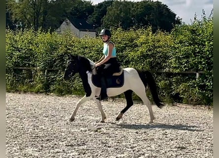 Altre razze, Giumenta, 4 Anni, 125 cm, Pezzato