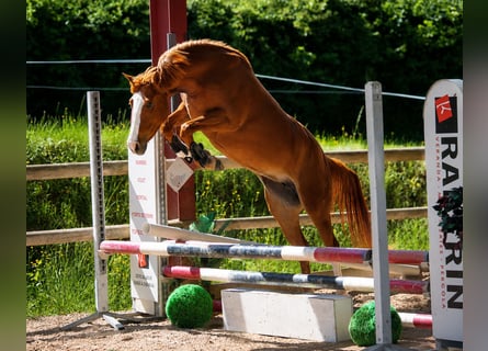 Altre razze, Giumenta, 4 Anni, 143 cm, Sauro