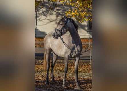 Altre razze, Giumenta, 4 Anni, 148 cm, Grigio