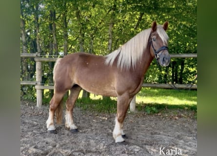 Altre razze, Giumenta, 4 Anni, 151 cm, Sauro scuro