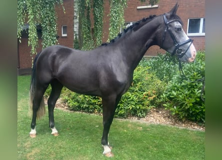 Altre razze, Giumenta, 4 Anni, 152 cm, Grigio ferro