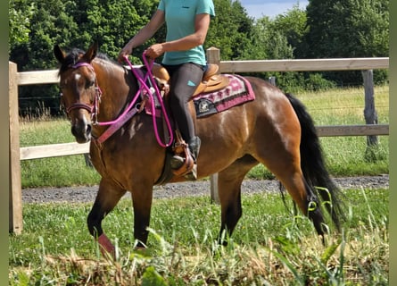 Altre razze Mix, Giumenta, 4 Anni, 154 cm, Baio