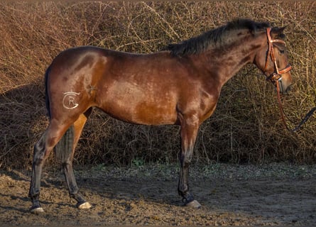 Altre razze, Giumenta, 4 Anni, 154 cm, Baio