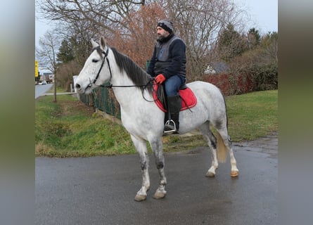 Altre razze, Giumenta, 4 Anni, 154 cm, Grigio pezzato