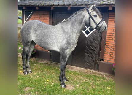 Altre razze, Giumenta, 4 Anni, 158 cm, Grigio