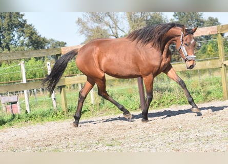 Altre razze, Giumenta, 4 Anni, 163 cm, Baio ciliegia